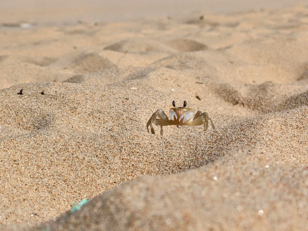 Ghost crab on rippled beach sand in Pondicherry